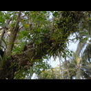 Auch wild wachsen Orchideen überall, derzeit blühen diese leider nicht